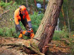 How Our Tree Care Process Works  in Fairmont, IL